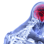 cerveau
